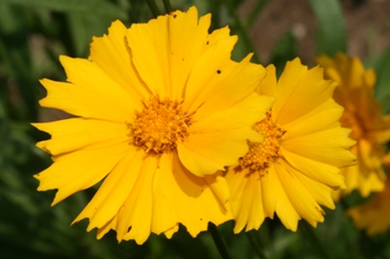 Coreopsis  lanceolata